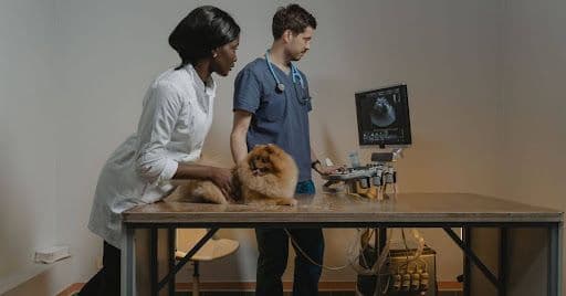 Ausbildung in der Tiermedizin: Was den Beruf der Tiermedizinischen Fachangestellten ausmacht