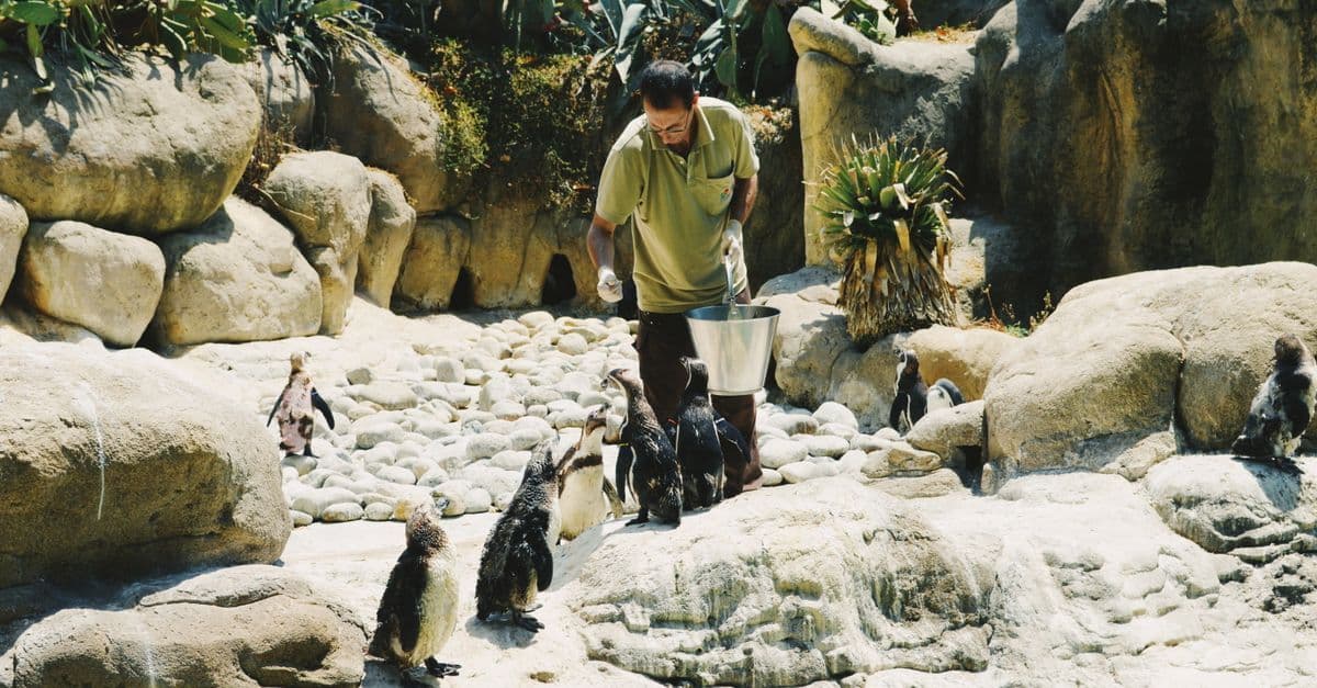 A zookeeper feeds a group of penguins in an outdoor zoo setting with rocks and greenery.