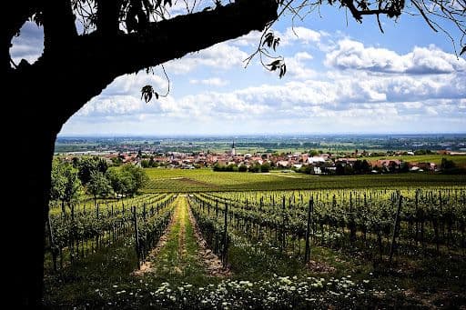 Weicher Standortfaktor Lebensqualität: Was Arbeitgeber von der Pfalz lernen können