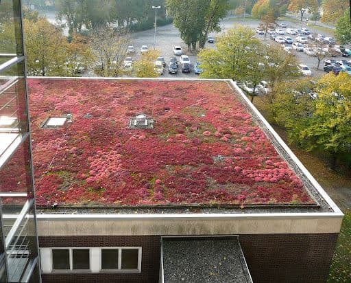 GreenDepot: Wie ein Spezialist Dachbegrünung als System denkt